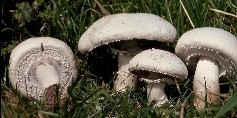 Agaricus arvensis horse mushroom identification — cogwheel ring annulus pattern on stem underside
