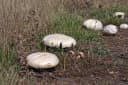 Horse Mushroom (Agaricus arvensis) Guide