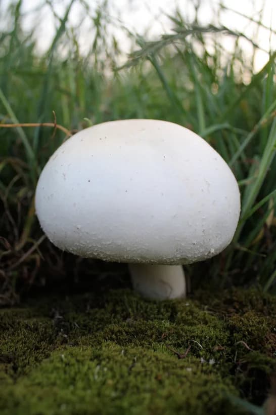 Agaricus arvensis horse mushroom identification — young specimen emerging from grassland soil