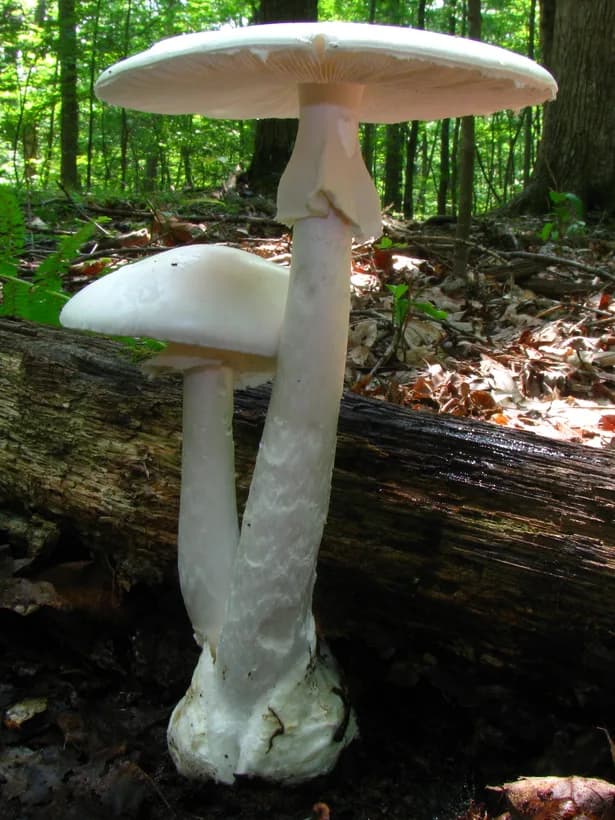 Amanita bisporigera destroying angel identification — pure white mushroom in forest
