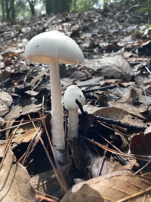 Amanita bisporigera white cap in forest habitat — destroying angel mushroom