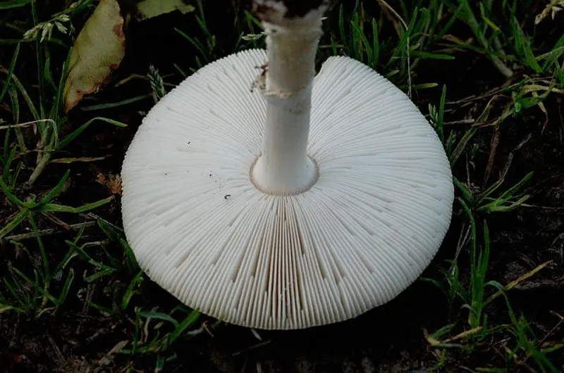 Amanita pantherina brown cap with white spots in forest habitat