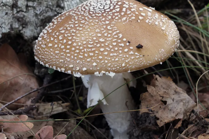 Amanita pantherina panther cap identification — brown cap with white spots toxic mushroom