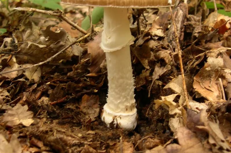 Amanita pantherina mushroom showing stem ring and volva detail