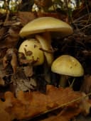 Amanita phalloides (Death Cap): Identification Guide