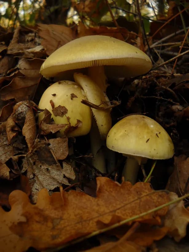 Amanita phalloides death cap identification — three specimens in forest