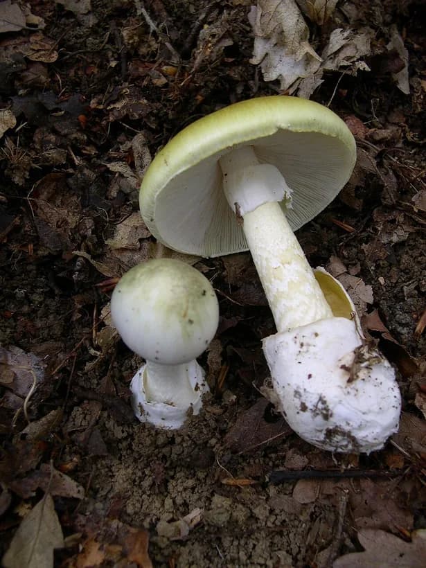 Death Cap vs Destroying Angel — Amanita phalloides greenish olive cap identification