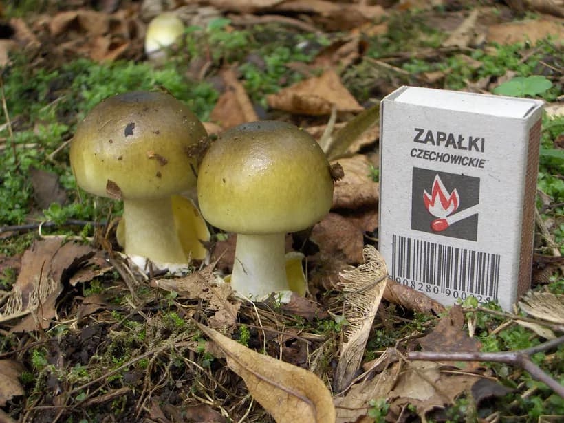 Amanita phalloides young specimen showing greenish cap in natural habitat