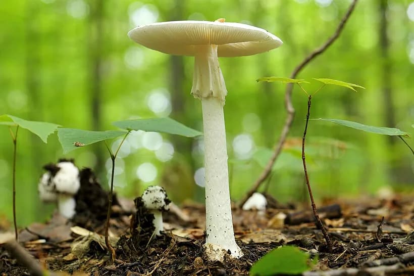 Death Cap vs Destroying Angel — Amanita virosa pure white destroying angel in forest