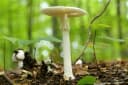Amanita virosa Mushroom: Identification & Safety