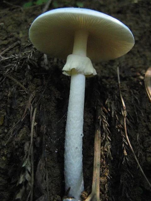Amanita virosa volva base stem ring — key features for destroying angel identification