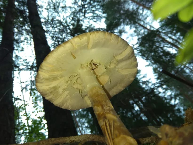 Amanita virosa white cap gills identification — close view of pure white mushroom