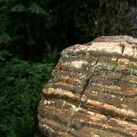 Paul Stamets — Mycologist, Researcher & Author