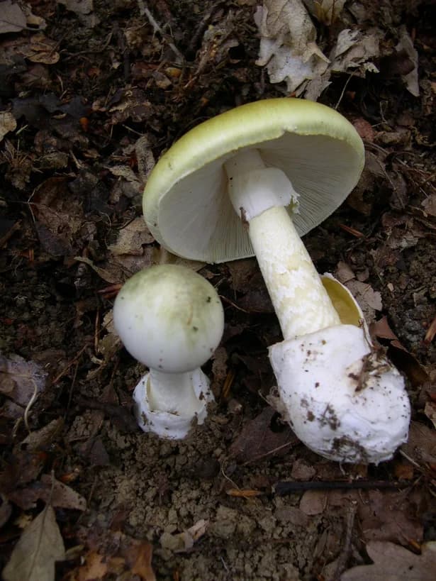 Death cap volva base — Amanita phalloides bulbous base and ring on stem