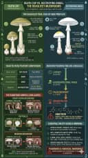 Death Cap vs Destroying Angel: Key Differences