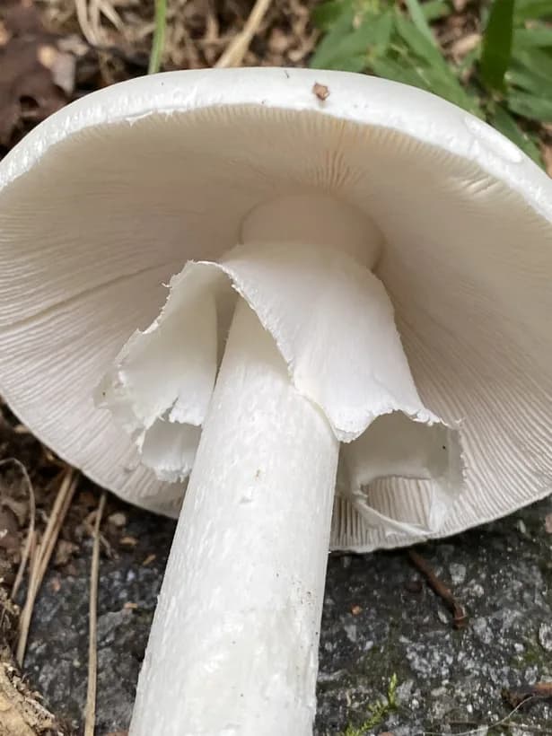 Destroying angel ring skirt — Amanita bisporigera annulus detail on stem
