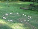 How to Get Rid of Mushrooms in Grass