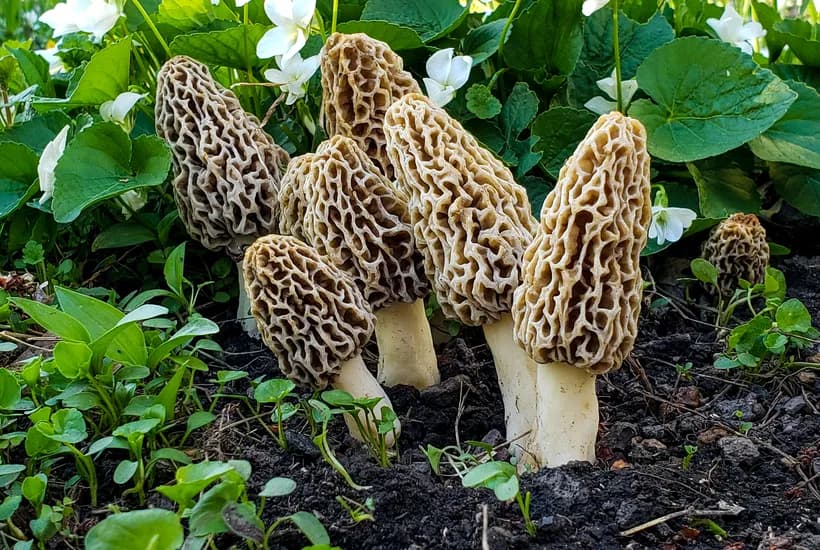 Morchella esculenta habitat — true morel mushrooms growing in natural forest floor environment