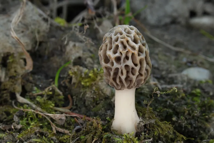 Morchella esculenta true morel mushroom identification — honeycomb cap and stem specimen