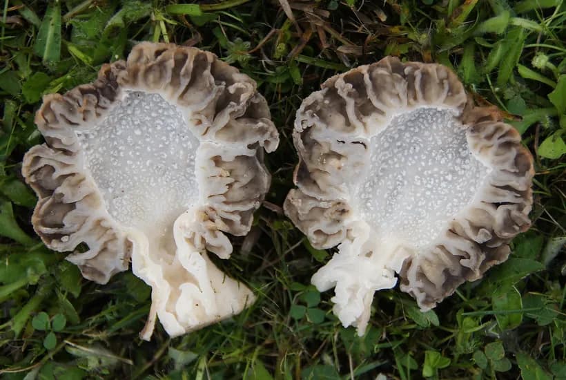 Morel mushroom hollow interior — Morchella esculenta cross-section showing completely hollow structure
