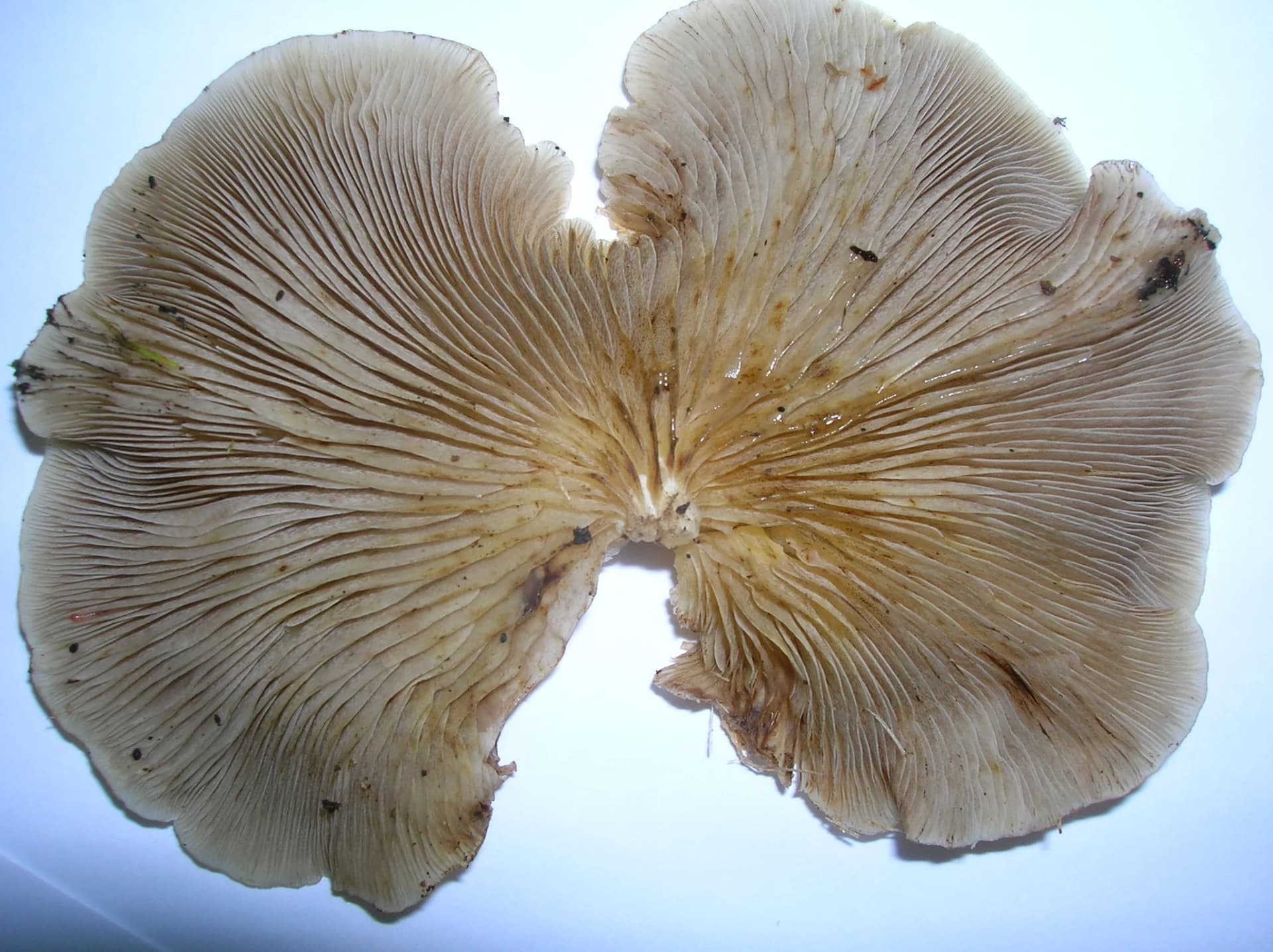 Mushroom identification app — Pleurotus ostreatus (oyster mushroom) cluster growing on fallen wood