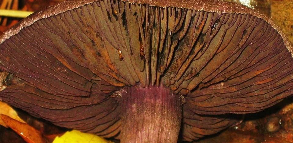 Mushroom identification app — macro close-up of Cortinarius violaceus gills showing radial lamellae structure