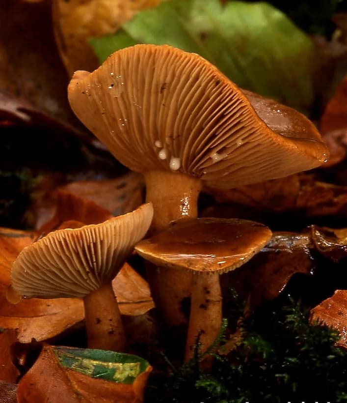 Mushroom parts explained — close-up of mushroom gills (lamellae) underside showing spore-producing surface