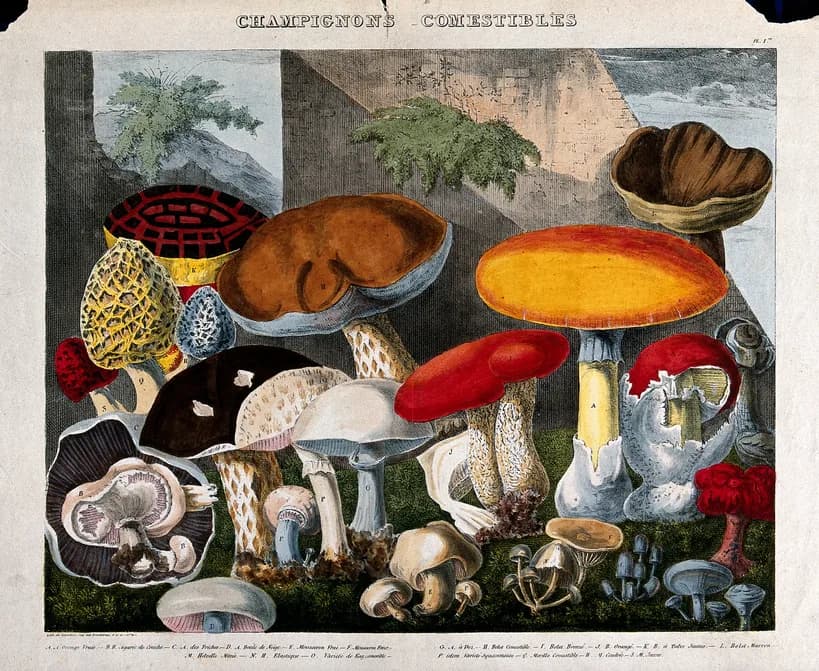 Mushroom identification quiz — various edible fungal species for testing knowledge