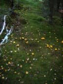 Mushroom Identifier Book: Best Field Guides