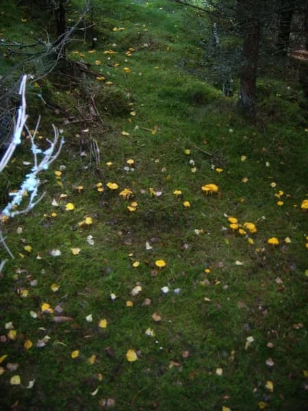 chanterelle mushroom cantharellus cibarius identification mushroom identifier book field guide