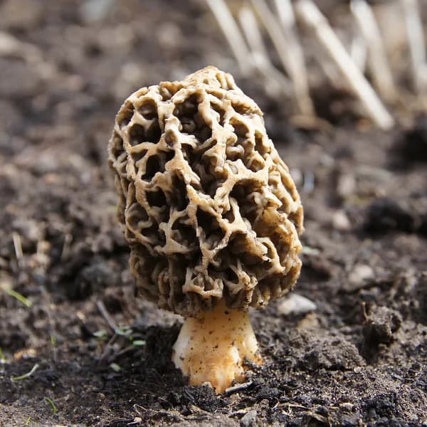 morel mushroom morchella esculenta spring fungi mushroom identifier book seasonal identification