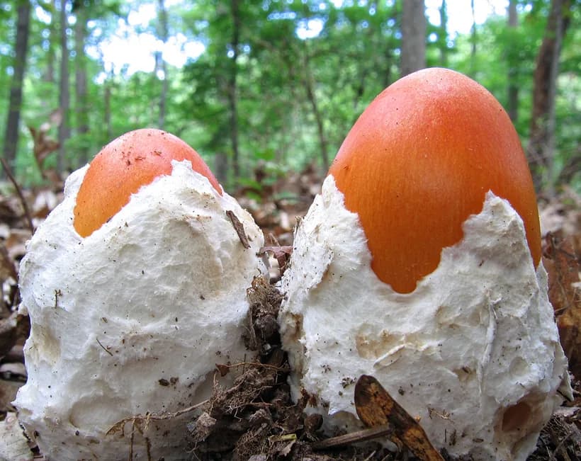 Mushroom parts explained — Amanita mushroom showing cap, stem, and volva anatomy structure