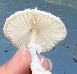 Gills view