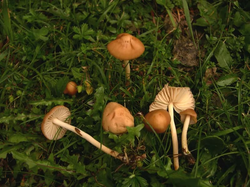 mushrooms in lawn grass mycelium fungal growth removal how to get rid of lawn mushrooms
