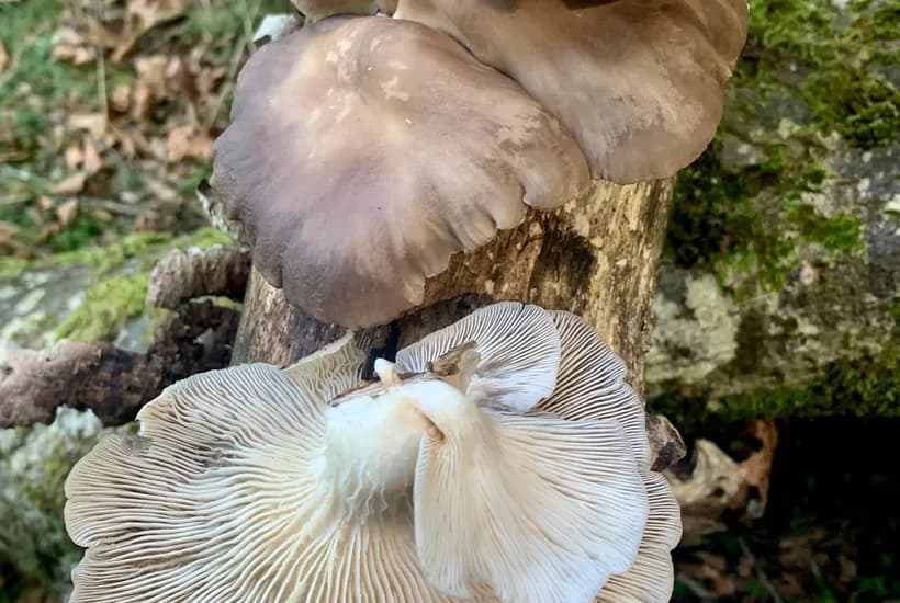 Oyster mushroom gills decurrent — Pleurotus ostreatus showing white gills running down the stem