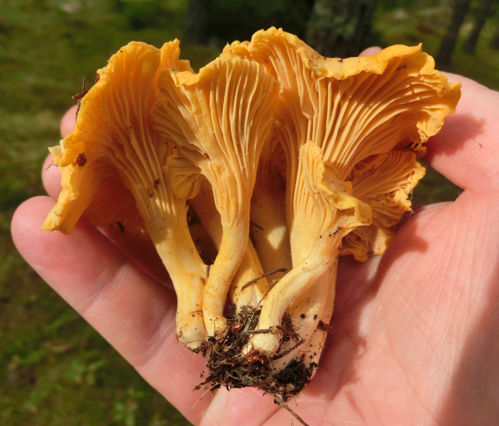 Mushroom identification app — forager holding freshly picked Cantharellus cibarius (golden chanterelles)