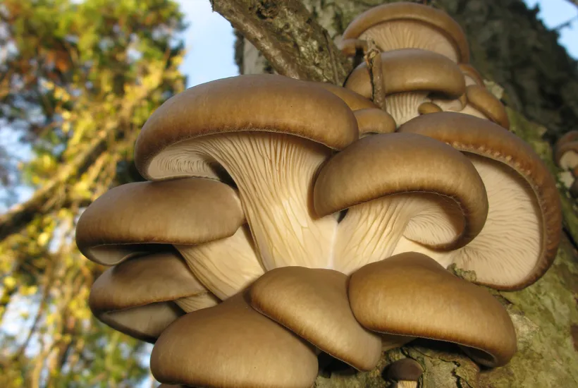 Pleurotus ostreatus habitat — oyster mushrooms growing naturally on wood in forest