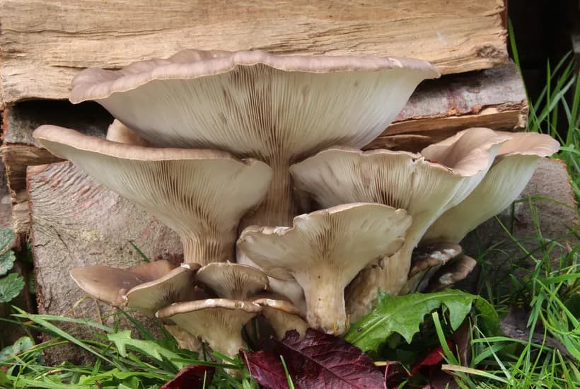 Pleurotus ostreatus oyster mushroom identification — cluster growing on wood showing fan-shaped caps