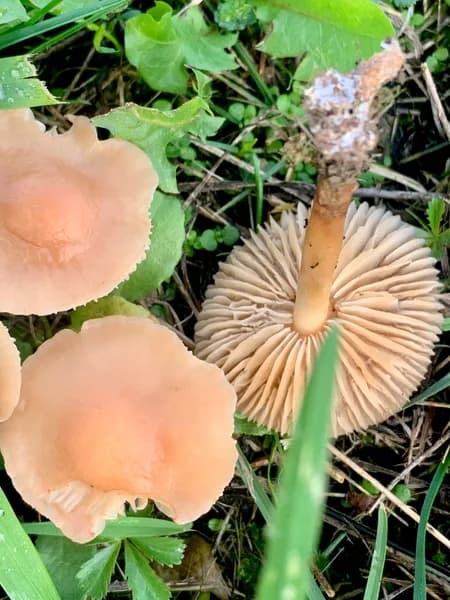 marasmius oreades lawn yard mushroom species mycelium underground fungi soil decomposition