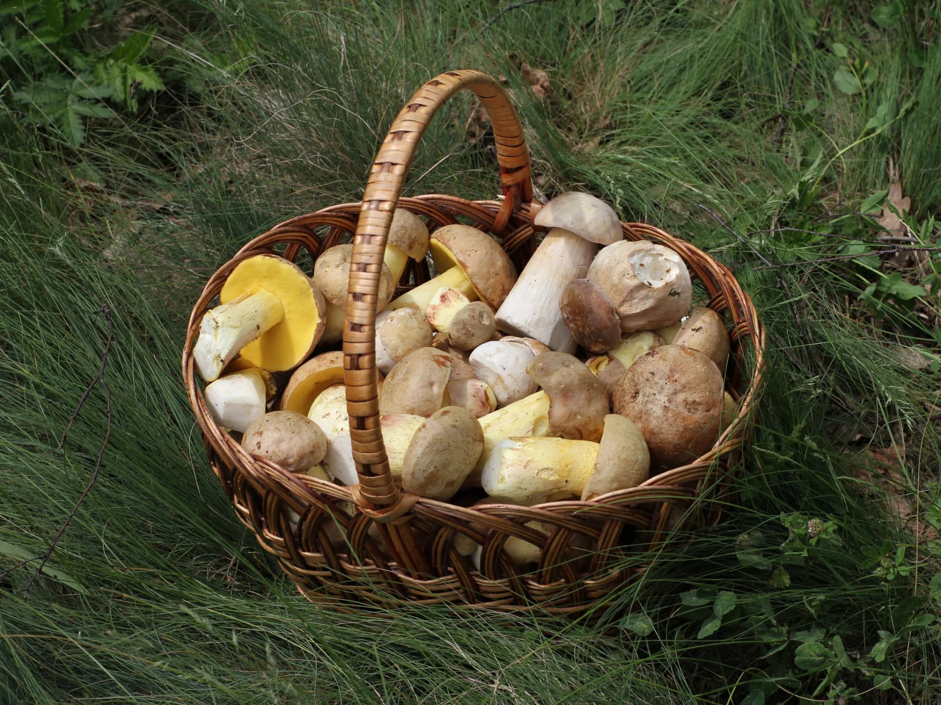 Mushroom identification app — basket of freshly foraged Boletus edulis (king boletes / porcini) and related edible species