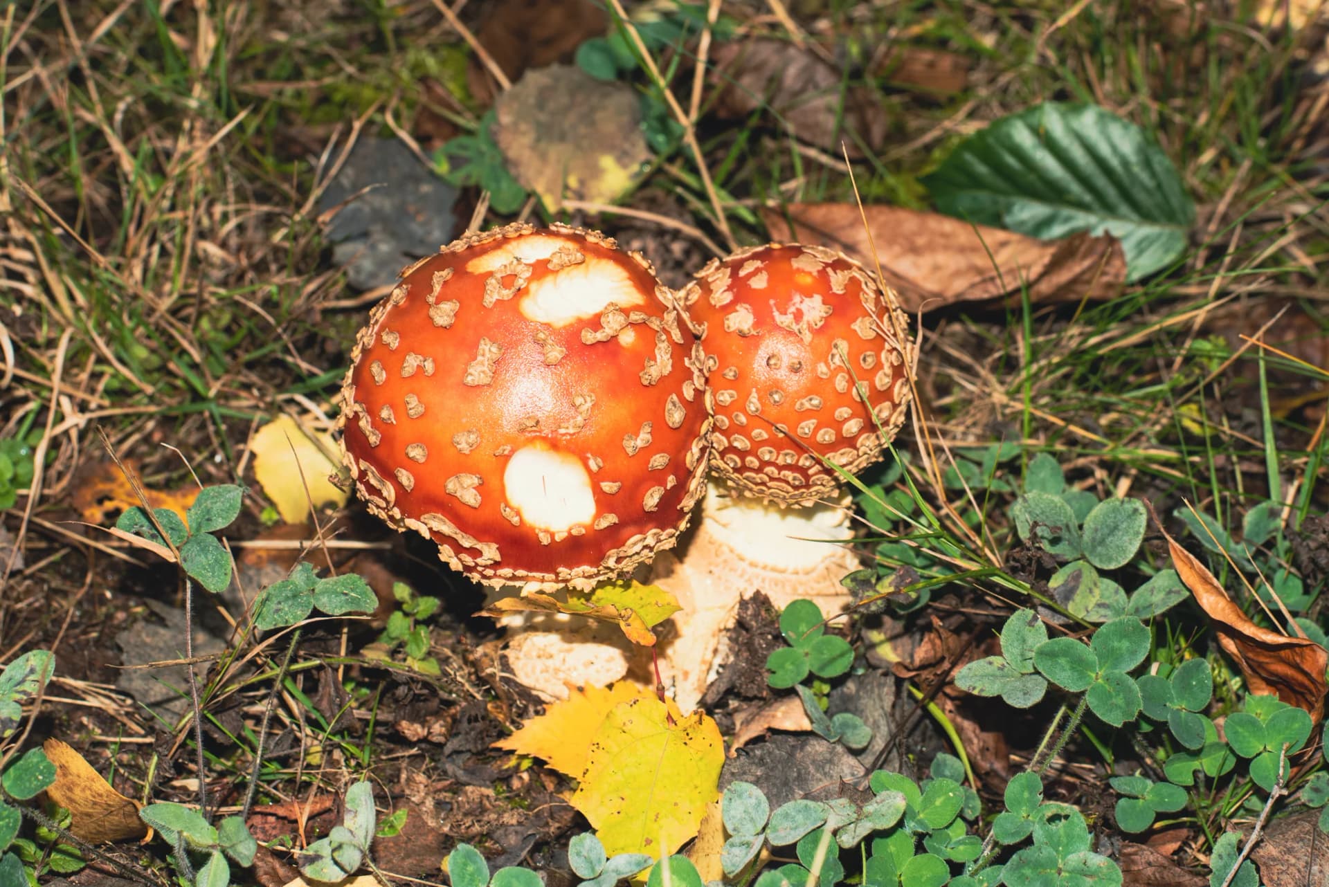 Mushroom identification app — Amanita muscaria (fly agaric) in natural forest habitat