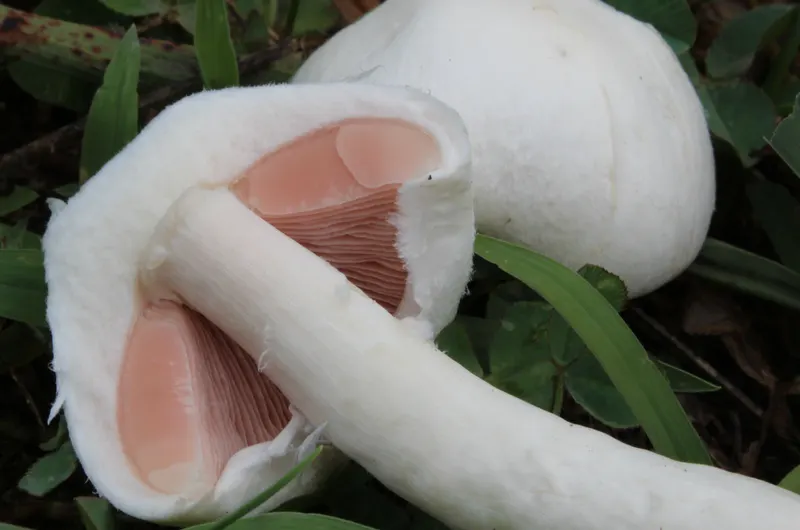 Agaricus campestris edible wild mushroom group growing in grassland