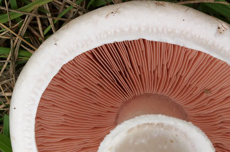 Agaricus campestris field mushroom pink gills detail β edible mushroom gill structure