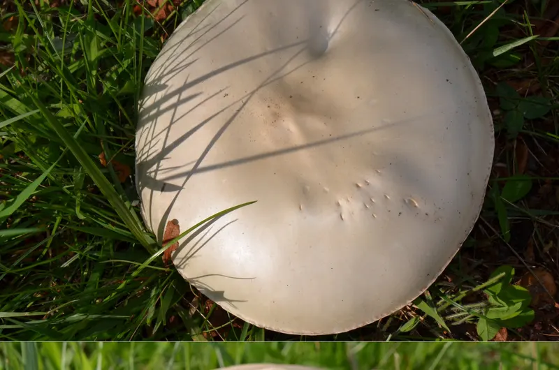 Agaricus campestris meadow mushroom identification β white cap edible wild mushroom in grassland