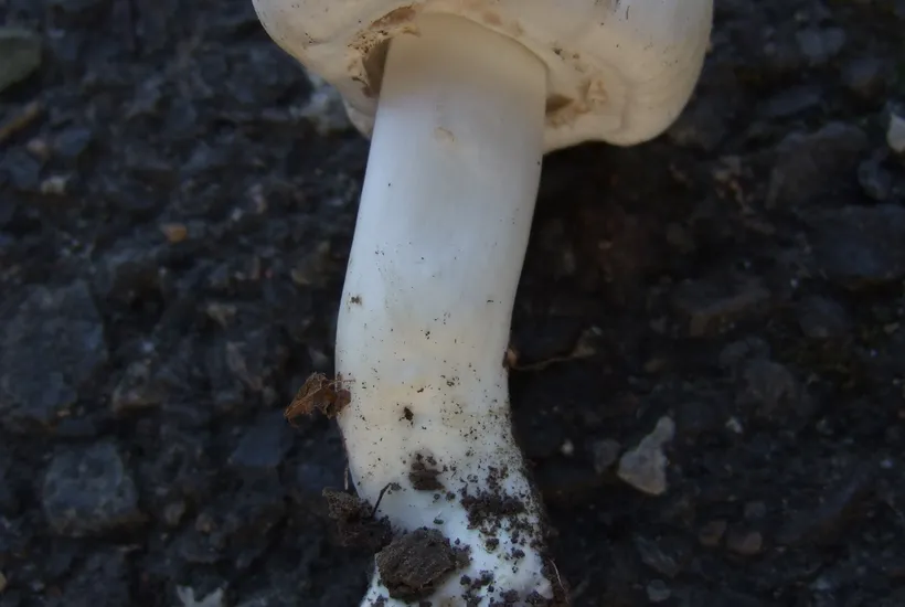 Agaricus xanthodermus growing in lawn habitat β young yellow stainer specimens in grass