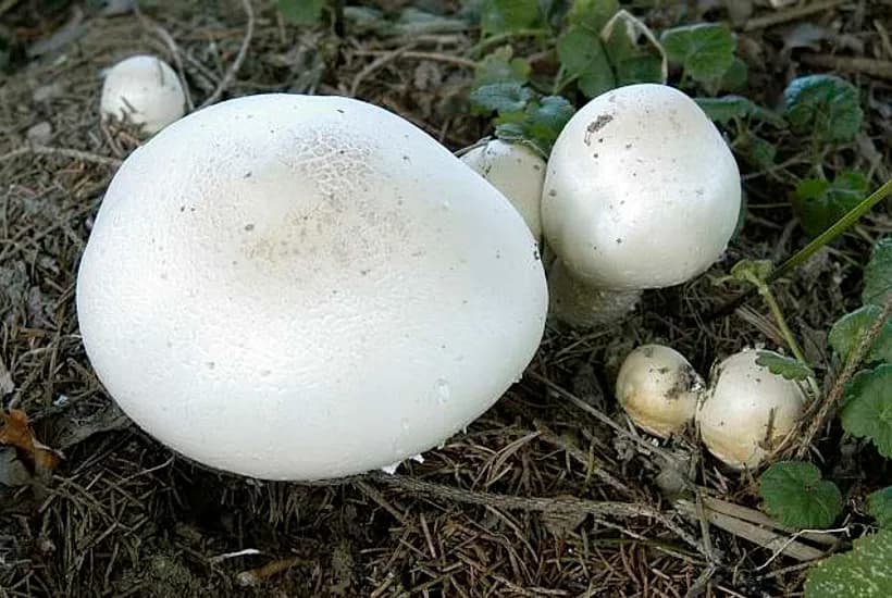 Agaricus xanthodermus yellow stainer mushroom identification β white cap specimen in forest