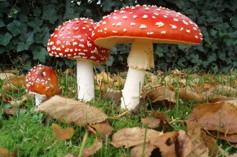 Amanita muscaria fly agaric identification β red cap with white spots mushroom