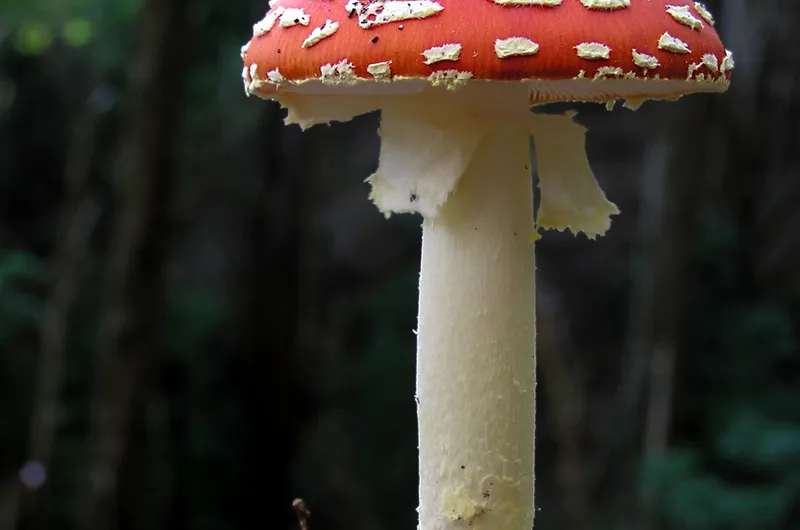 Amanita muscaria mushroom showing partial veil ring and gill detail
