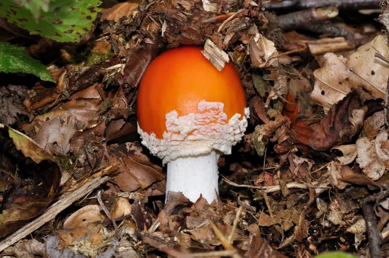 Amanita muscaria red mushroom with white spots in forest habitat