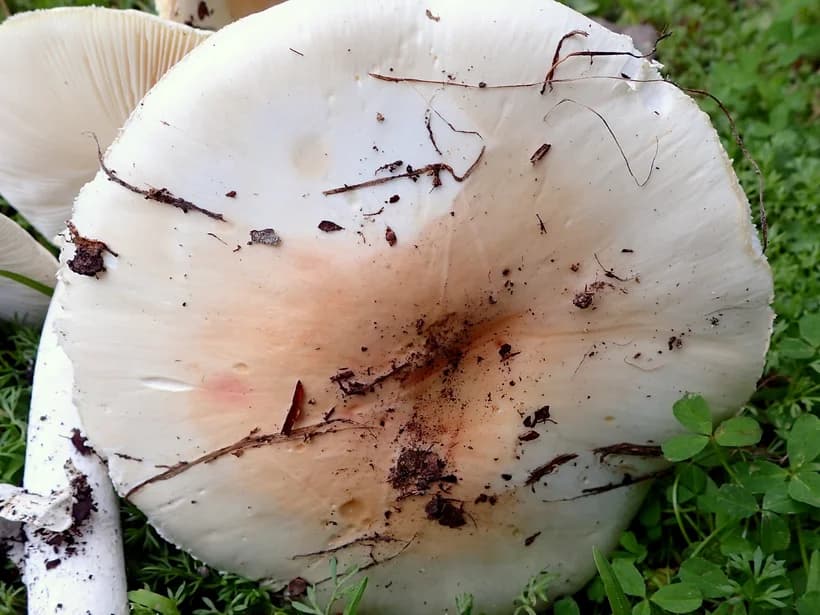 Amanita ocreata habitat California oak woodland β Western Destroying Angel growing in natural forest environment